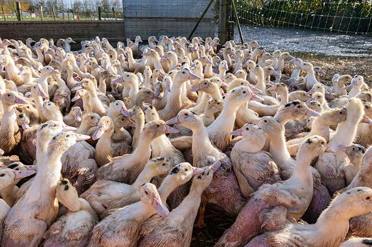 Les associations de protection animale veulent bannir le foie gras des JO 2024 de Paris