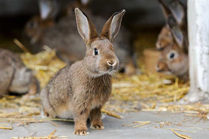 La Taxe Lapin pour responsabiliser les rendez-vous mdicaux non honors