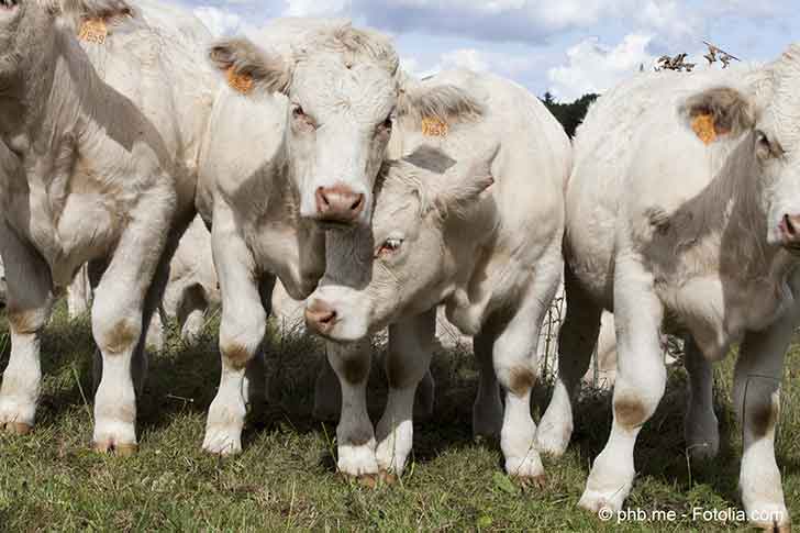 pizooties en France : une triple menace pour les levages ovins et bovins